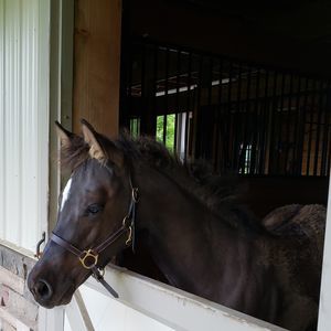 Meet your Posher, Noelle